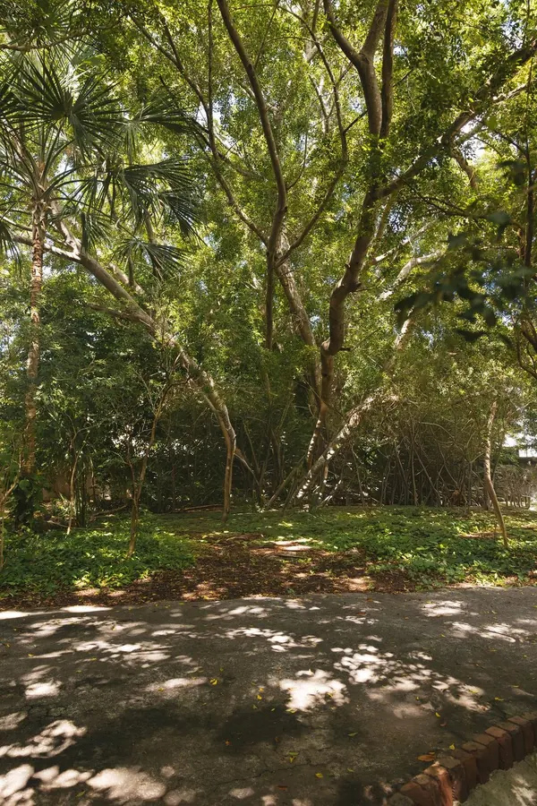 El jardín bajo la sombra de los árboles