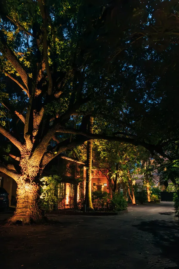 La ceiba iluminada