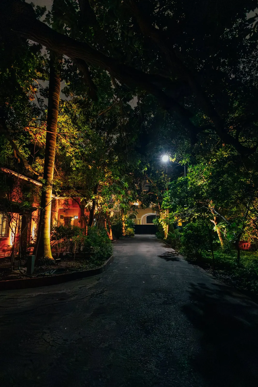 La calzada entre los árboles, de noche