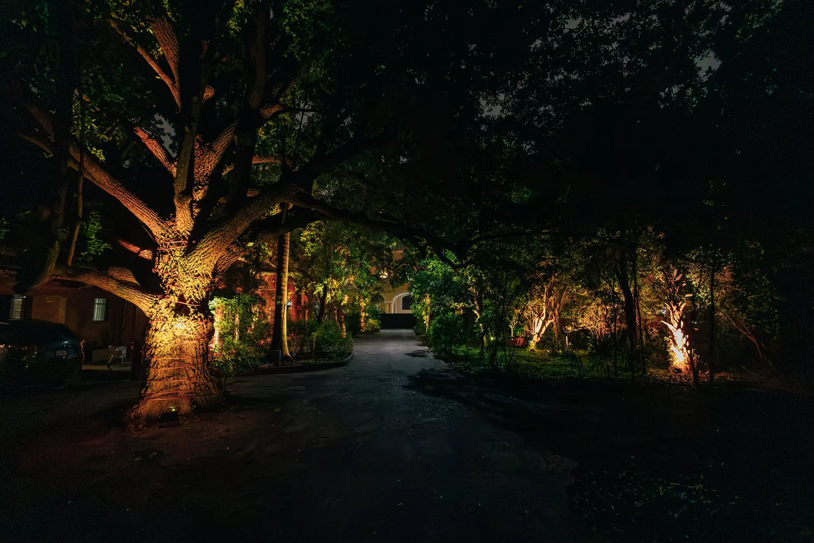 La ceiba de la entrada entre los árboles del jardín, de noche