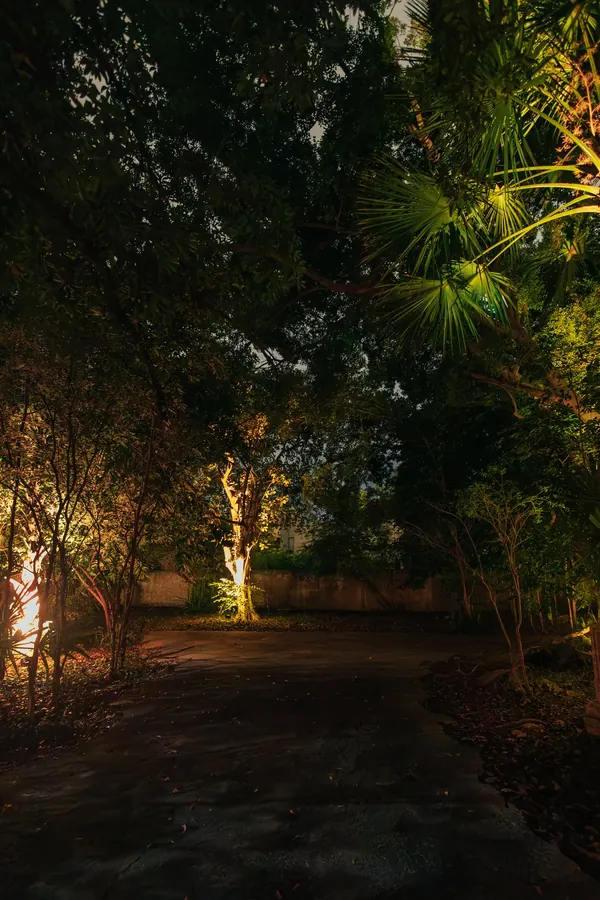 Las palmas iluminadas en el jardín